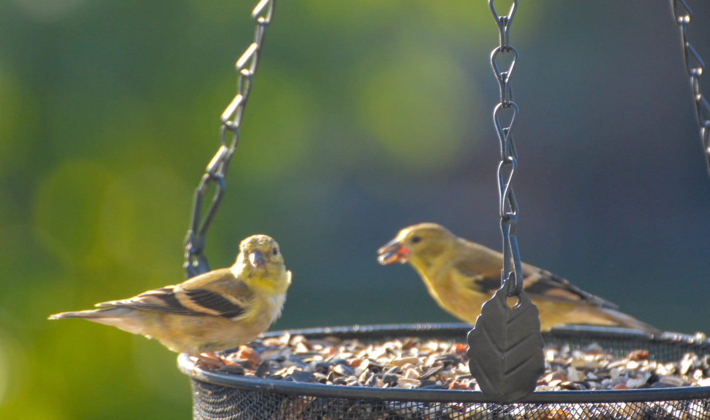 Seed, Frank's Songbird Mix