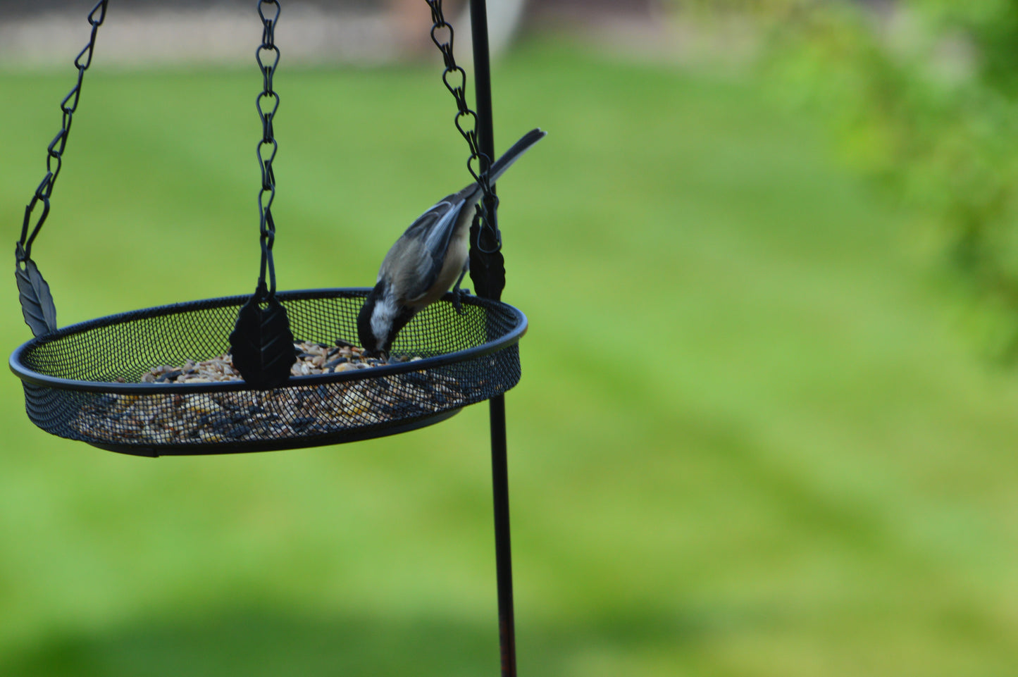 Seed, Frank's Songbird Mix