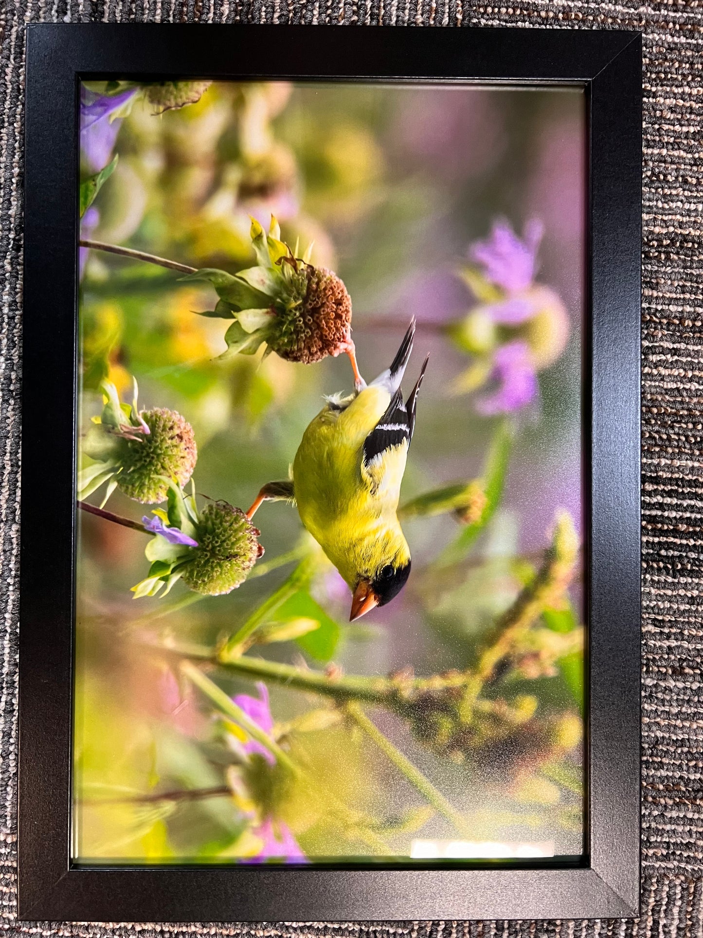 Pictures, Framed Bird