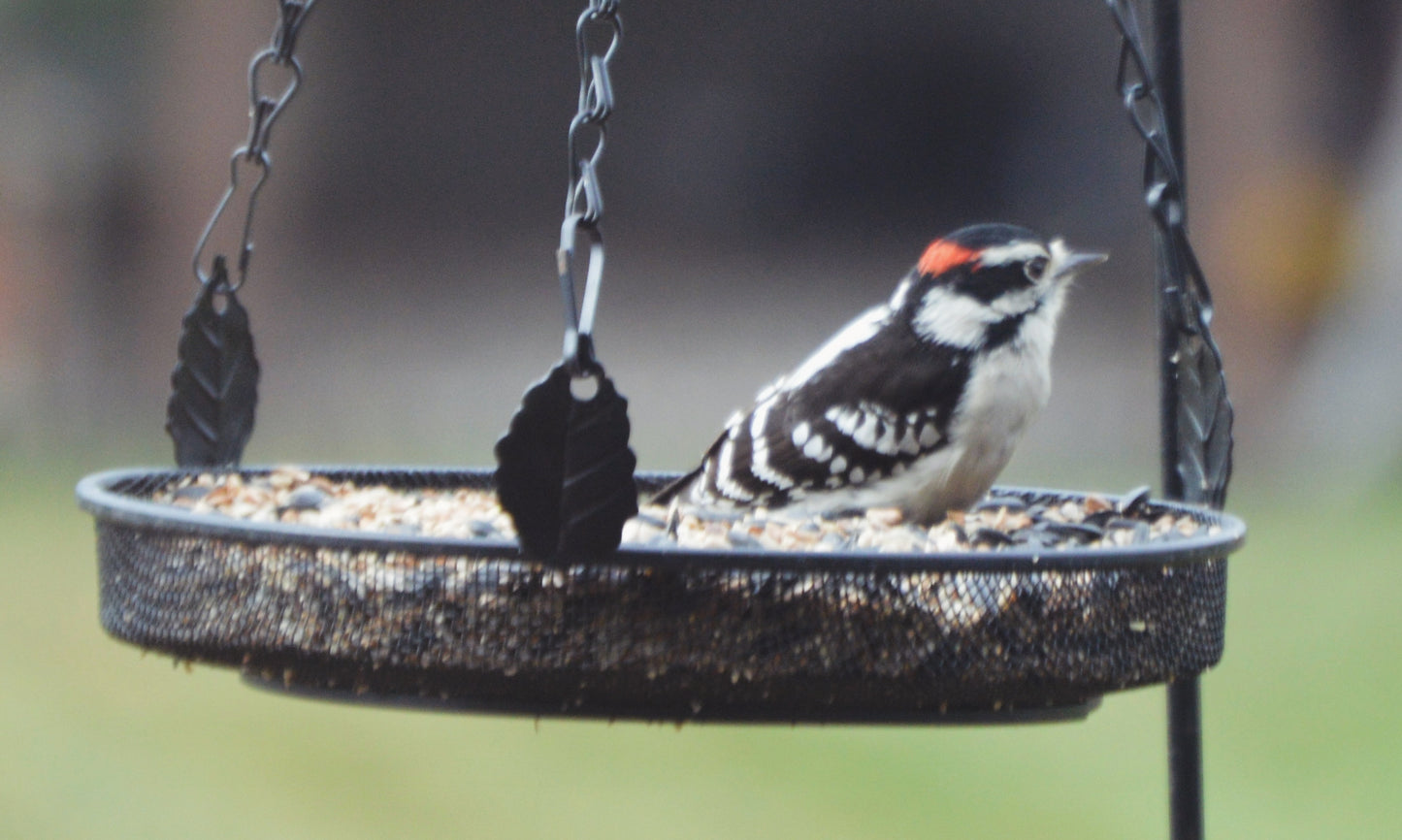 Seed, Frank's Songbird Mix
