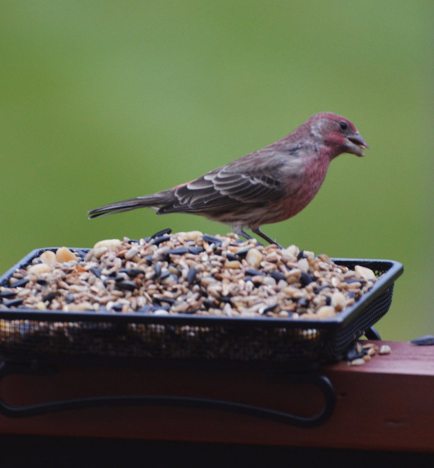 Seed, Frank's Songbird Mix