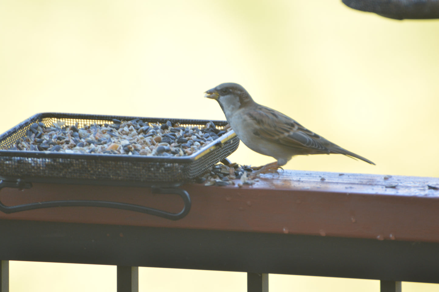 Seed, Frank's Songbird Mix