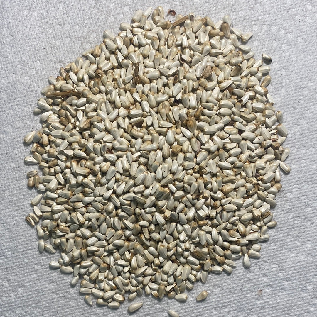 Seed, Safflower