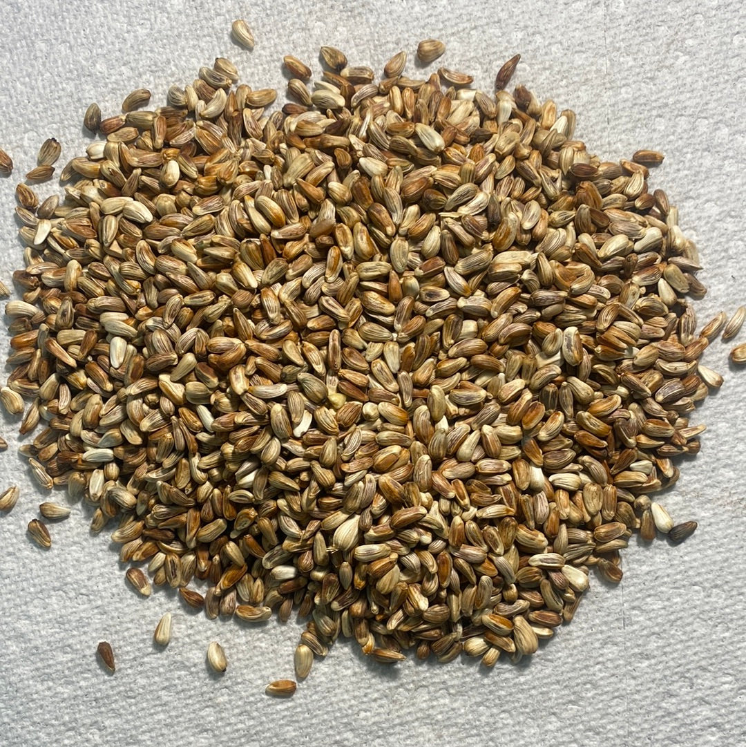 golden soul flower seed Seed, Golden Safflower – Winged Feed and Seed Company