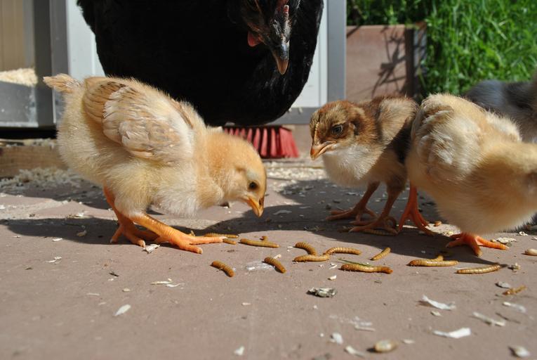 Mealworms, Dry