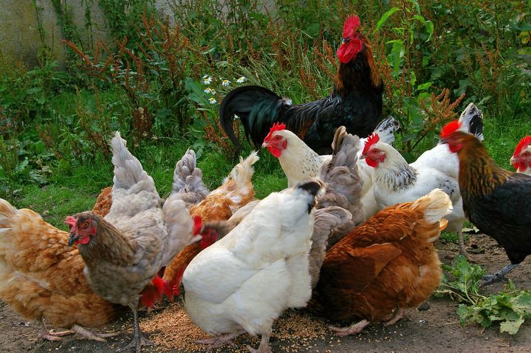 Chicken Feed, Layer Pellets