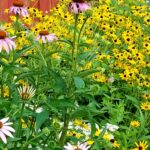 MNL Native Seed Mix 100 Sq Ft