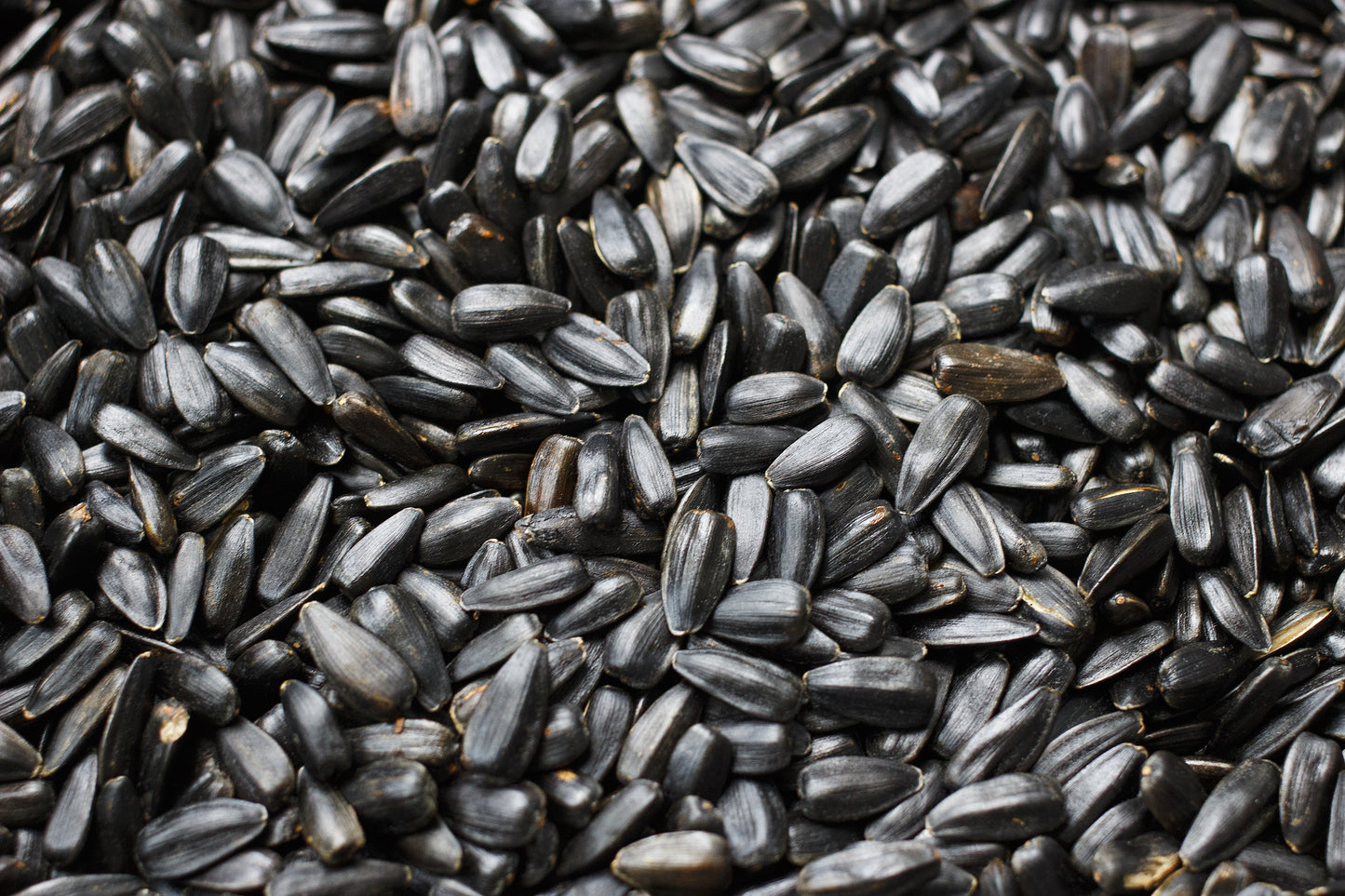 Seed, Black Oil Sunflower