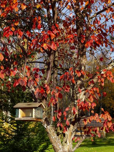 How to Prepare Your Backyard Bird Feeders for Fall