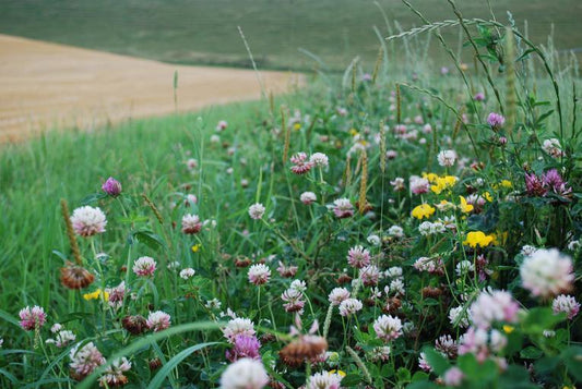 Late Summer and Early Fall is the Time of Year to Plant Native Grasses