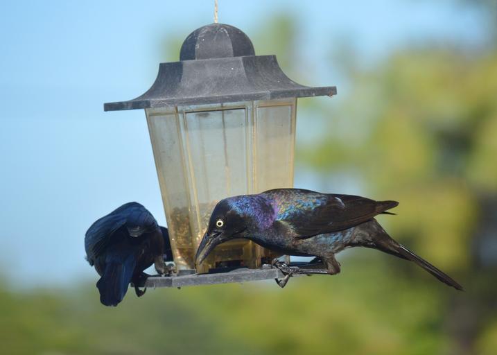 How to Keep Grackles out of Your Backyard Bird Feeders