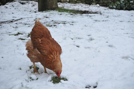 How to Care for your Backyard Chickens as the Temperatures Drop