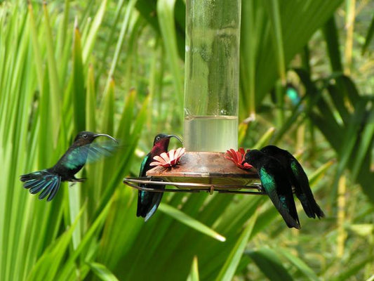 Attracting Hummingbirds to Your Feeders in the Fall