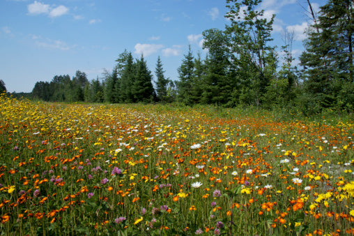 Native Grasses and Wildflower Seeds