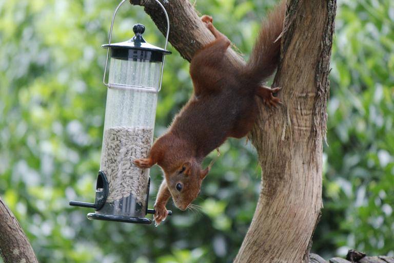 Squirrel Proof Wild Bird Feeders and Accessories