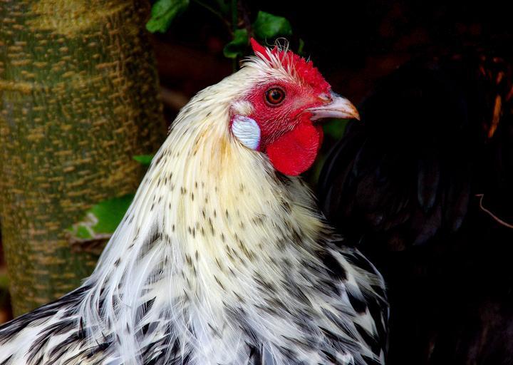 Locally Sourced Chicken and Wild Animal Feed