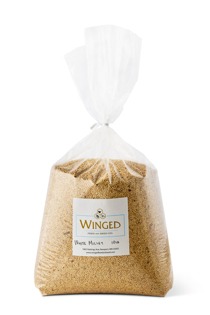 Seed, White Millet