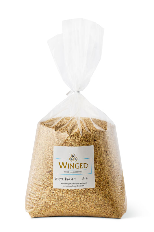 Seed, White Millet
