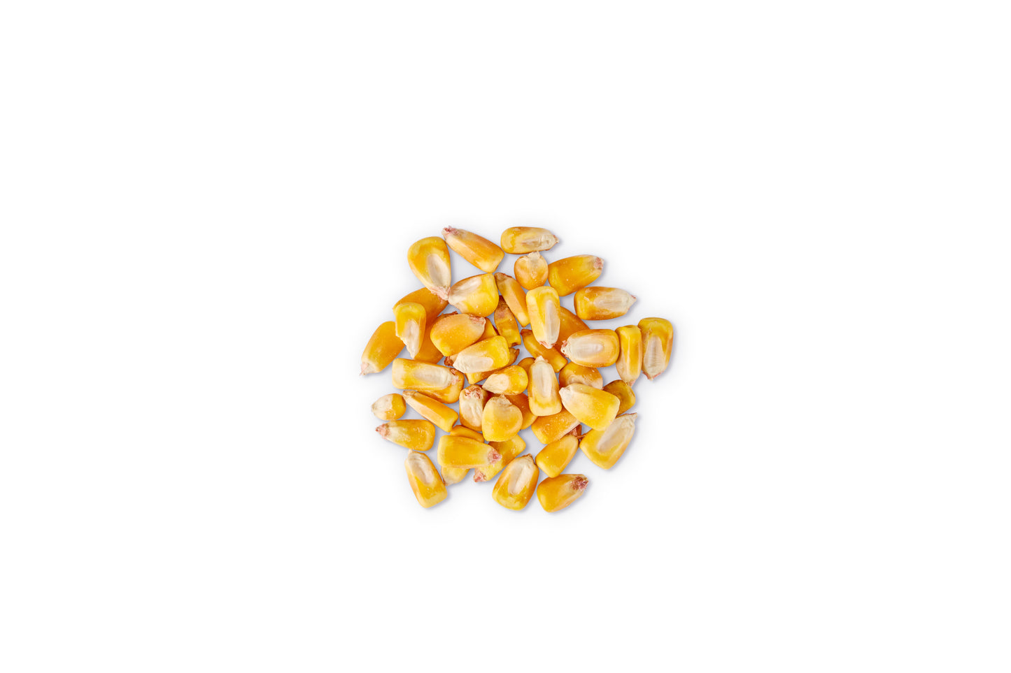 Seed, Whole Corn