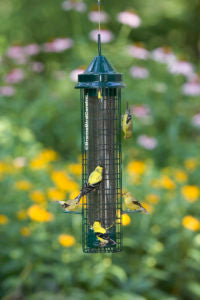 Brome Squirrel Buster Finch - Wild Bird Feeder