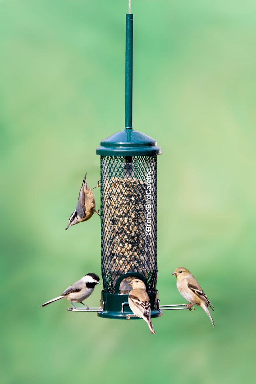 Brome Squirrel Buster Mini - Wild Bird Feeder – Winged Feed and Seed ...