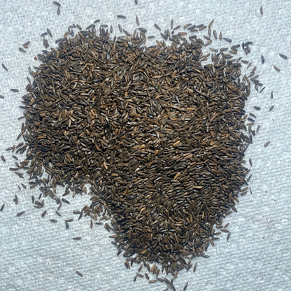 Seed, Thistle