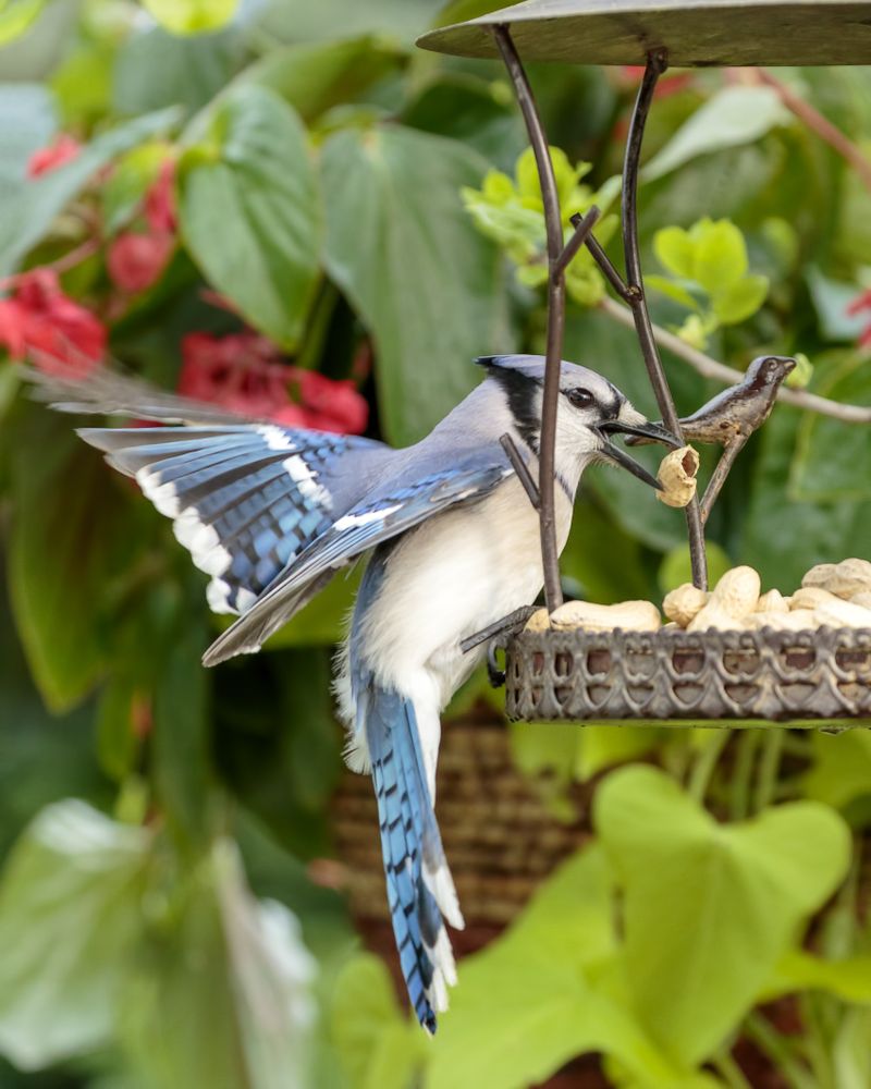 Whole Peanuts for Wild Birds – Winged Feed and Seed Company