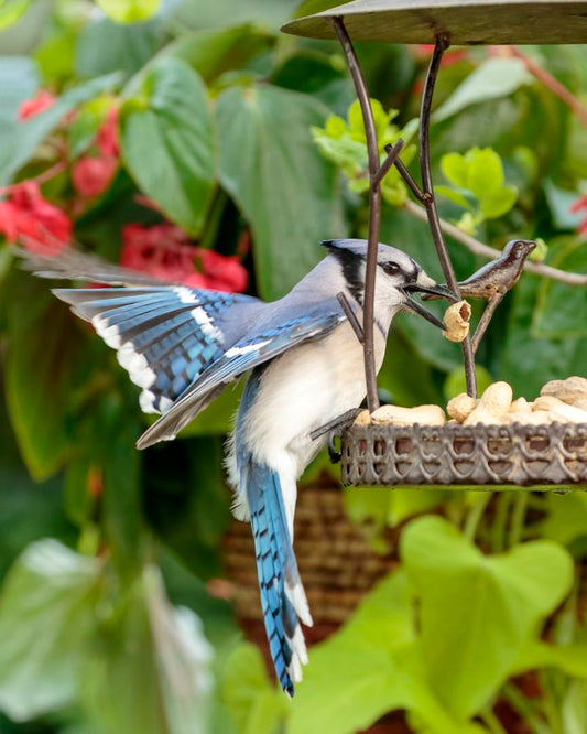 Whole Peanuts for Wild Birds