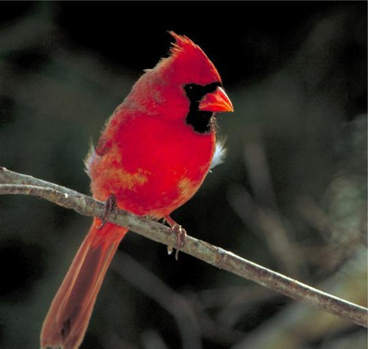 Cardinal Mix Wild Bird Seed