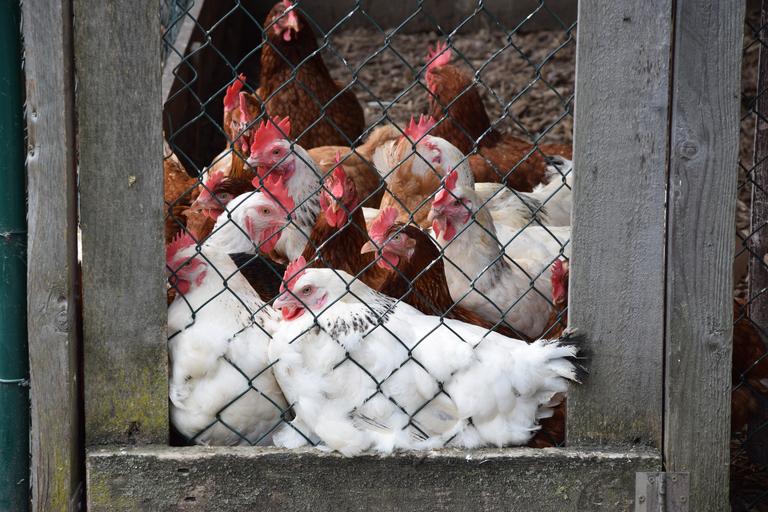 Chicken Feed Crumble