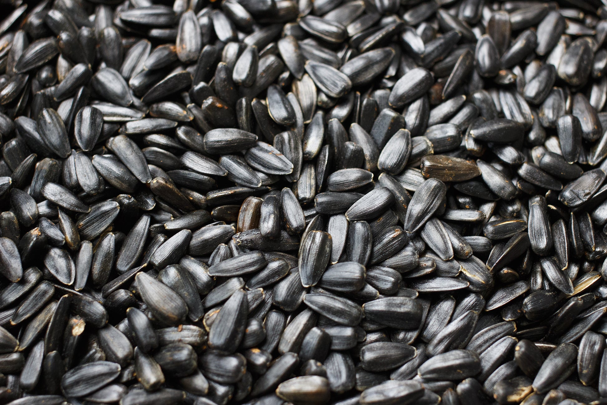 black oil sun flower seeds Seed, Black Oil Sunflower – Winged Feed and Seed Company